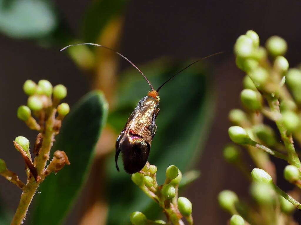 Nemophora laurella, Belair SA © Marianne Broug