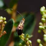 Nemophora laurella, Belair SA © Marianne Broug