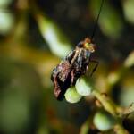 Nemophora laurella, Belair SA © Marianne Broug