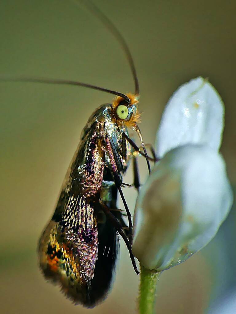 Nemophora laurella, Belair SA © Marianne Broug