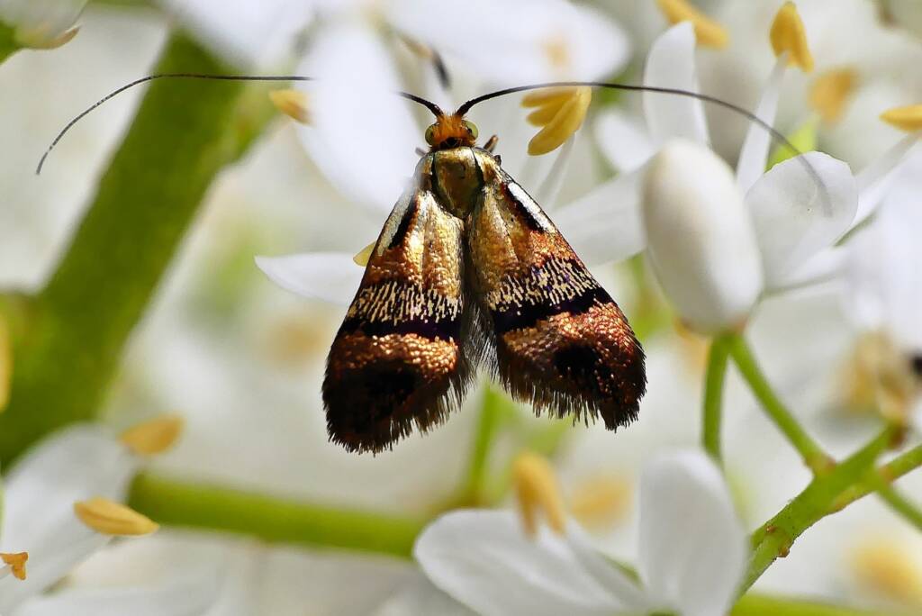 Nemophora laurella, Belair SA © Marianne Broug