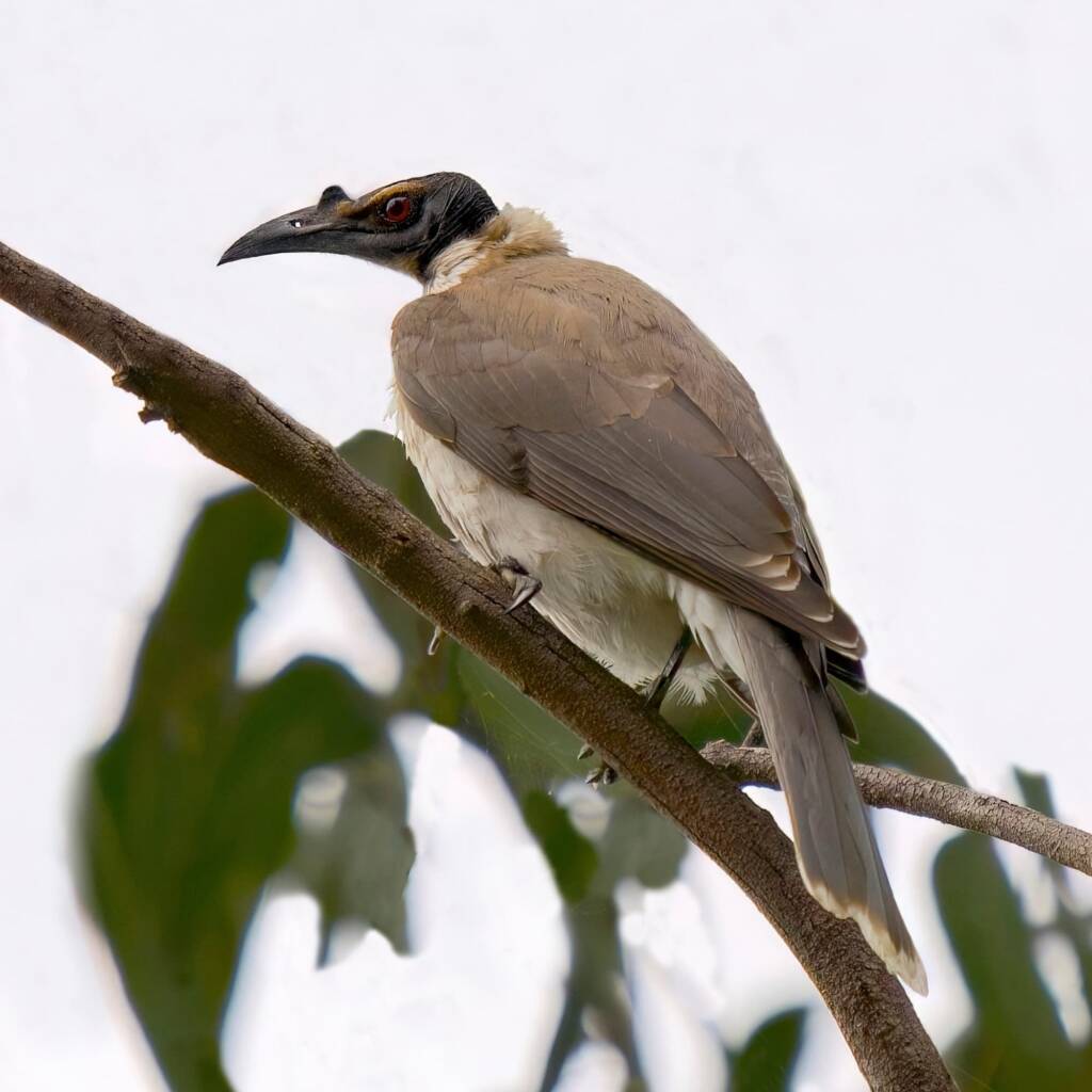 Noisy Friarbird (Philemon corniculatus), Eurobodalla Regional Botanic Garden NSW © Phil Warburton