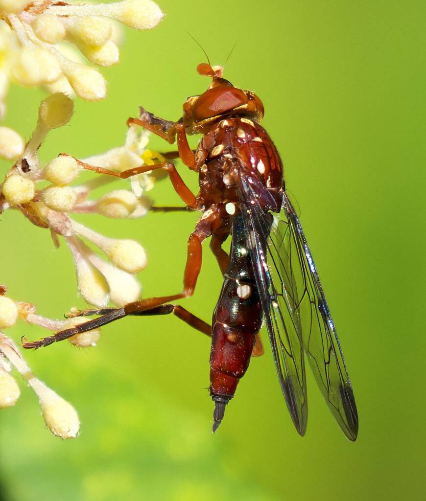 Odyneromyia iridescens, Eurobodalla Regional Botanic Garden NSW © Phil Warburton
