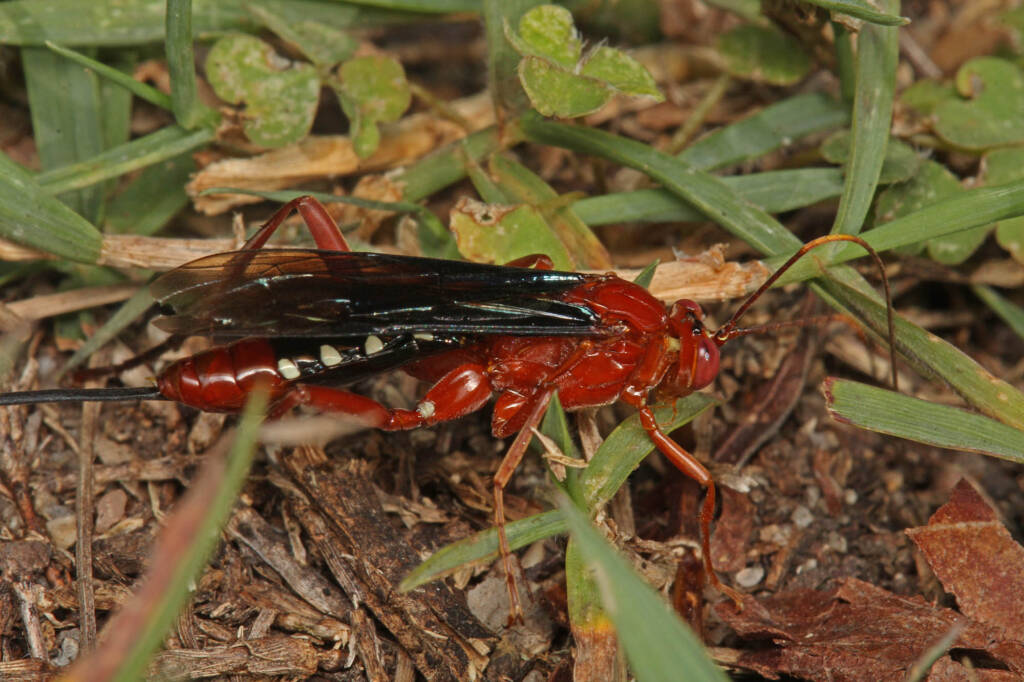 Orchid Dupe Wasp (Lissopimpla excelsa), Brisbane QLD © Marc Newman