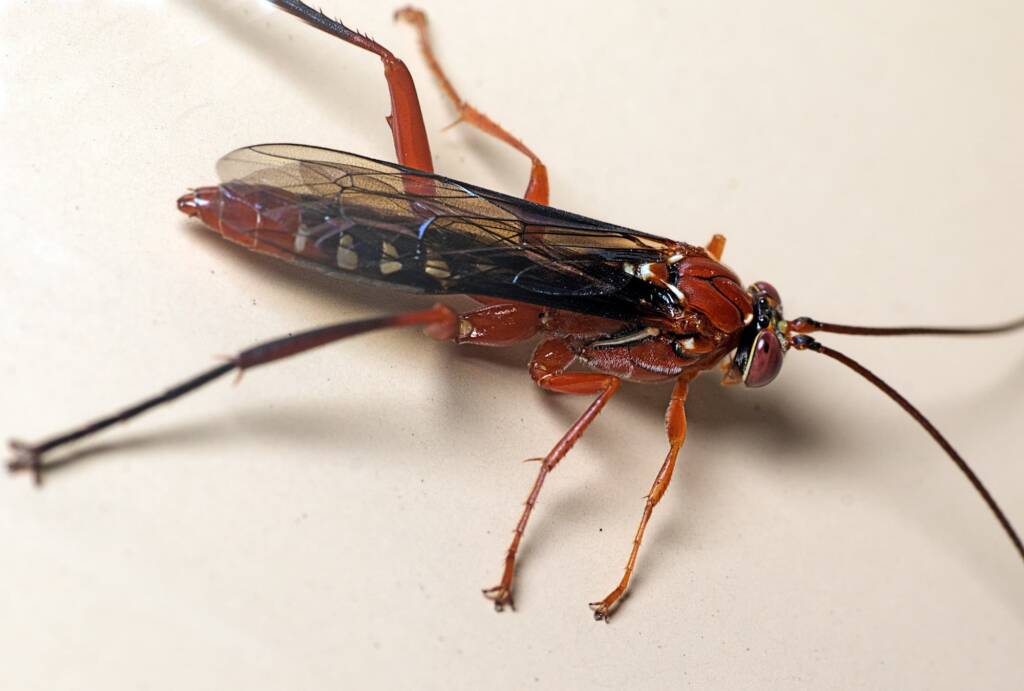 Lissopimpla excelsa (Orchid Dupe Wasp), Murrumba Downs QLD © Tony Eales