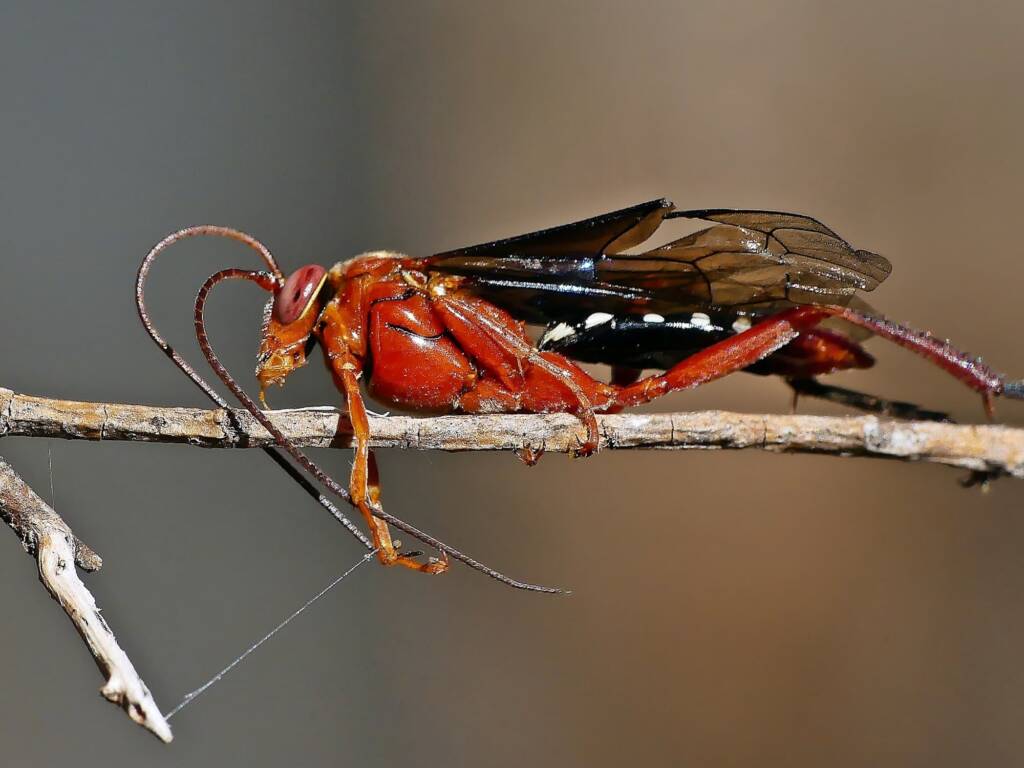Orchid Dupe Wasp (Lissopimpla excelsa), Belair SA © Marianne Broug