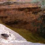 Pacific Black Duck (Anas superciliosa), Garden of Eden, Watarrka National Park NT