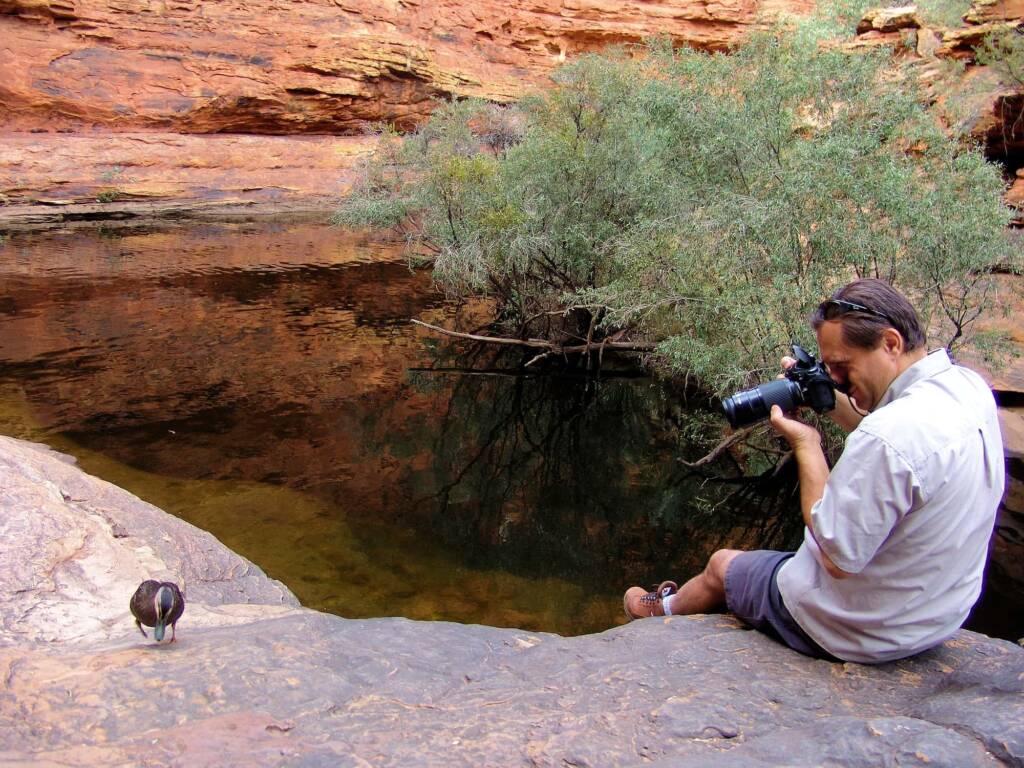 Pacific Black Duck (Anas superciliosa), Garden of Eden, Watarrka National Park NT