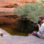 Pacific Black Duck (Anas superciliosa), Garden of Eden, Watarrka National Park NT