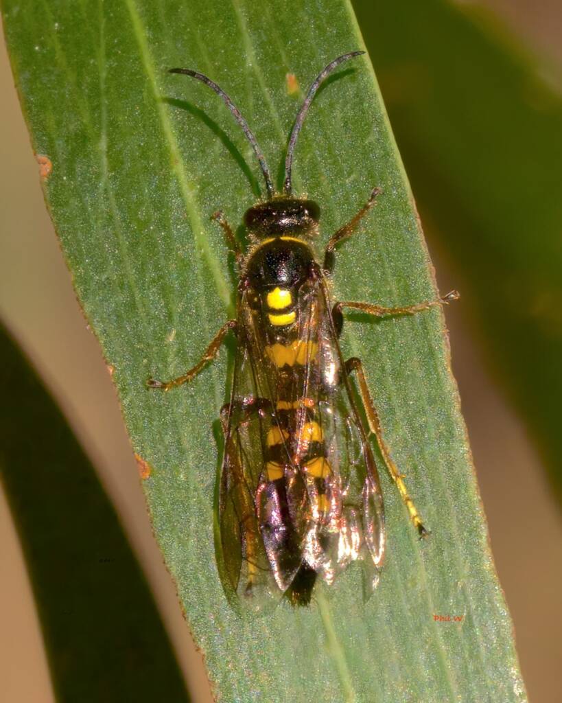 Pentazeleboria janeta (Thynnid Flower Wasp), NSW © Phil Warburton