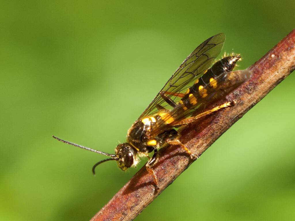 Pentazeleboria janeta (male Thynnid Wasp), Ulladulla Wildflower Reserve NSW © Phil Warburton