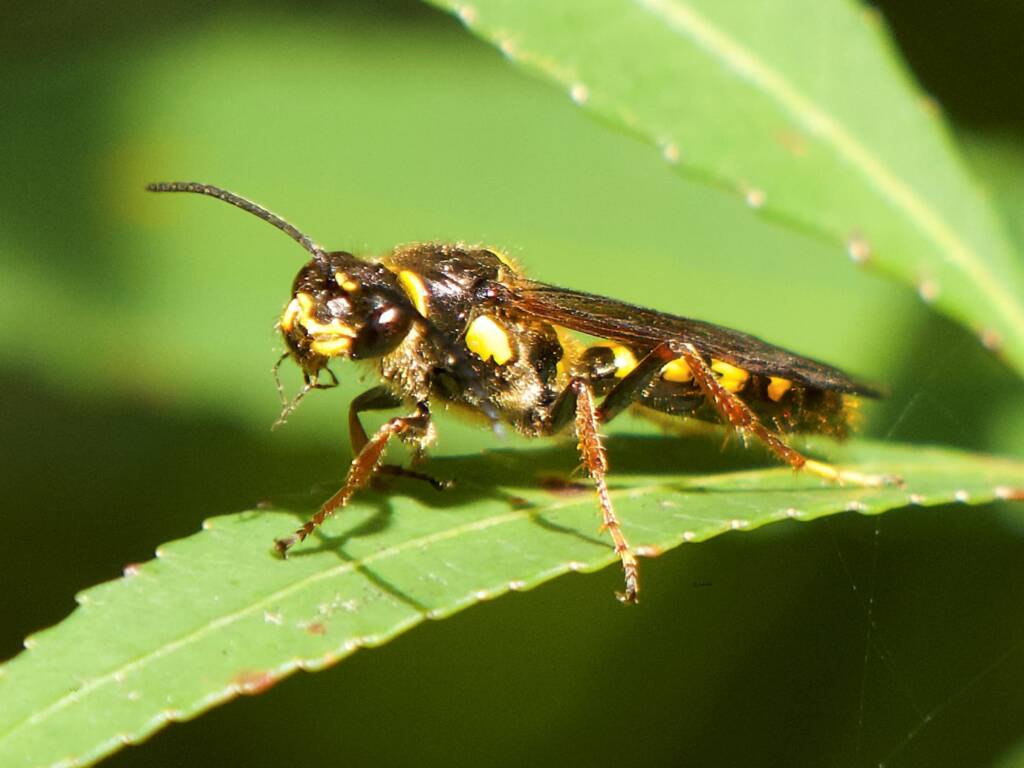 Pentazeleboria janeta (male Thynnid Wasp), Ulladulla Wildflower Reserve NSW © Phil Warburton