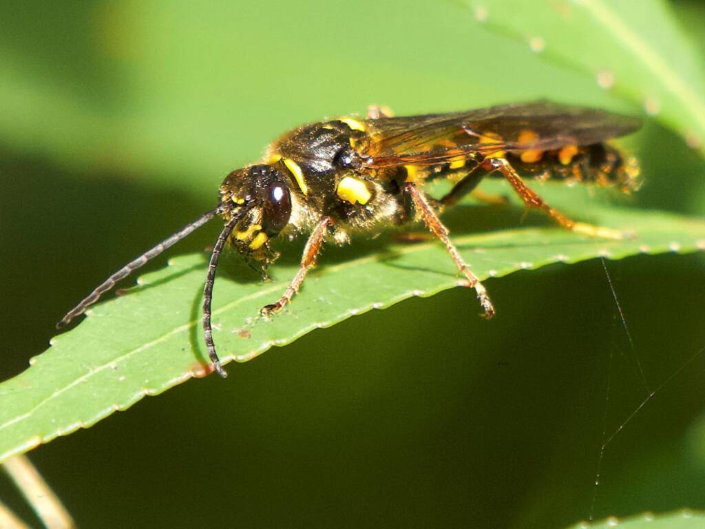 Pentazeleboria janeta (male Thynnid Wasp), Ulladulla Wildflower Reserve NSW © Phil Warburton