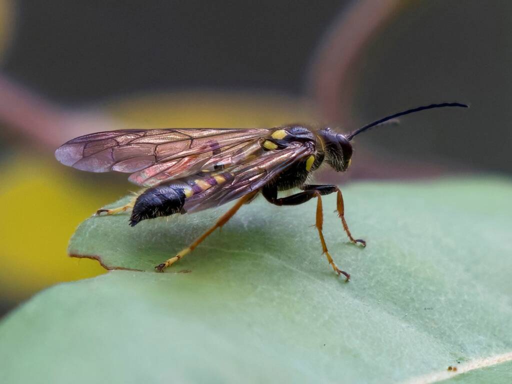 Pentazeleboria janeta (male Thynnid Wasp), Ulladulla Wildflower Reserve NSW © Phil Warburton