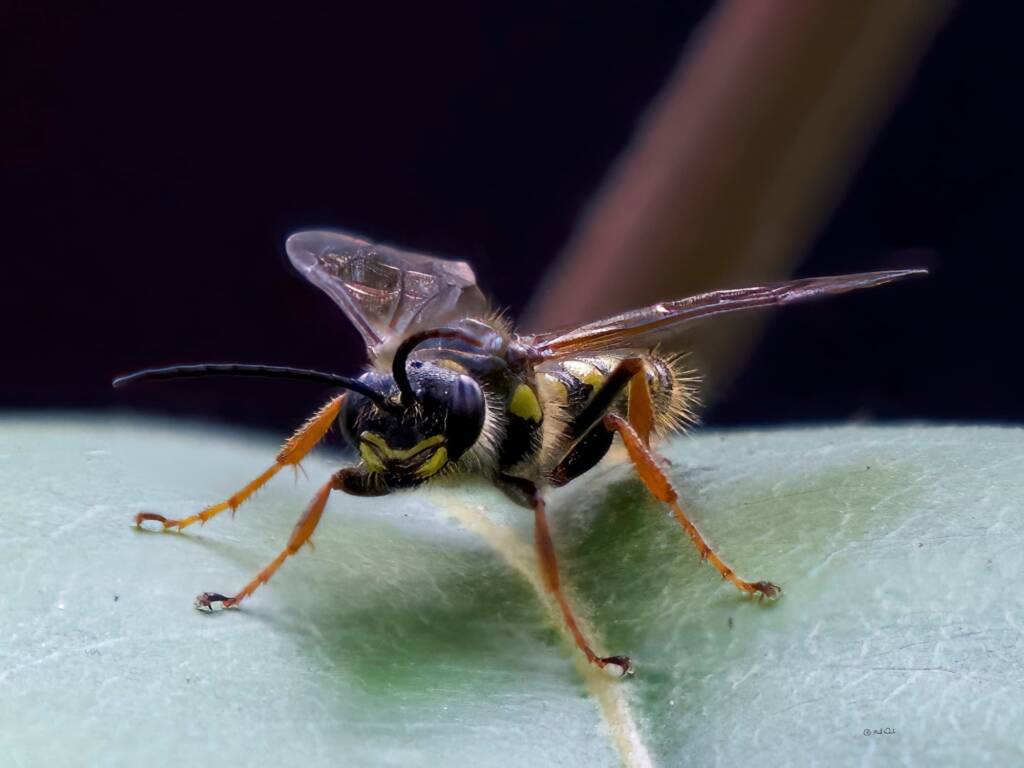 Pentazeleboria janeta (male Thynnid Wasp), Ulladulla Wildflower Reserve NSW © Phil Warburton