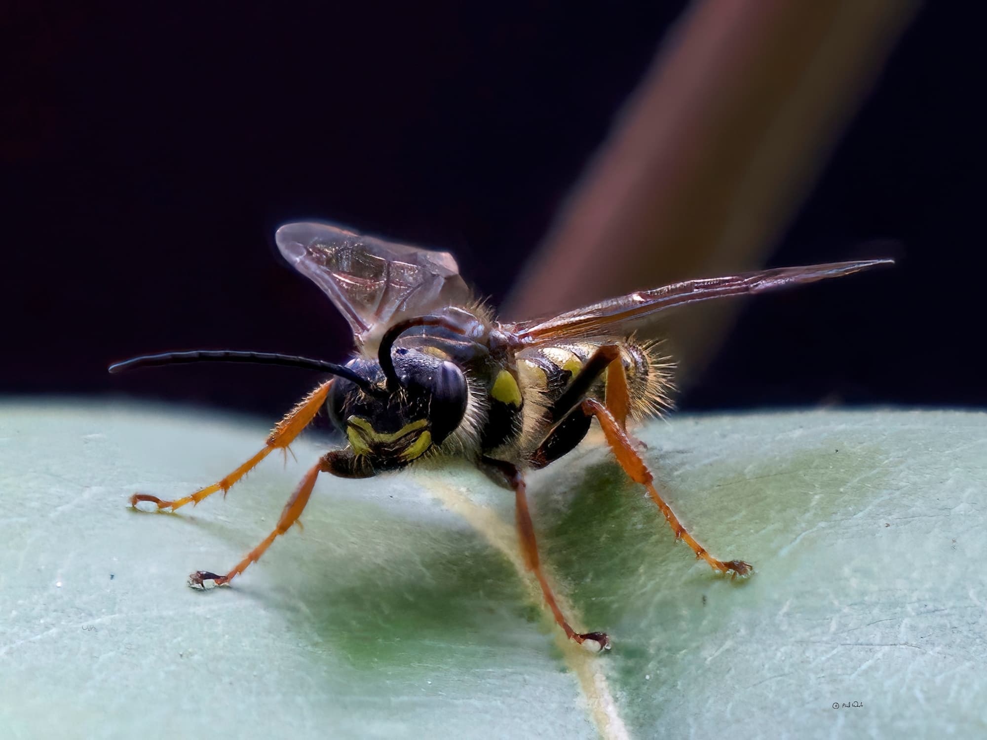 Pentazeleboria janeta (male Thynnid Wasp), Ulladulla Wildflower Reserve NSW © Phil Warburton