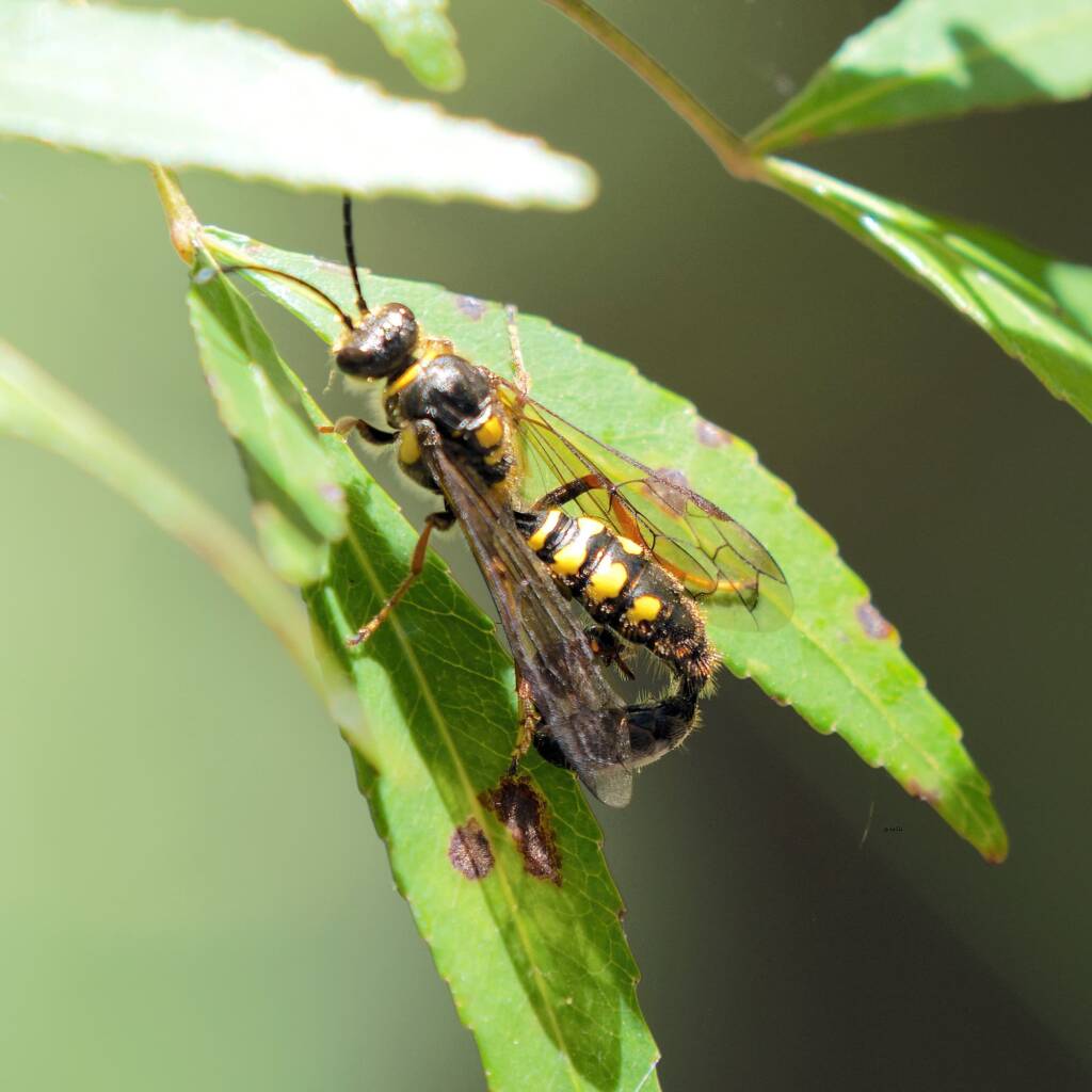 Pentazeleboria janeta (male and female), Ulladulla Wildflower Reserve NSW © Phil Warburton
