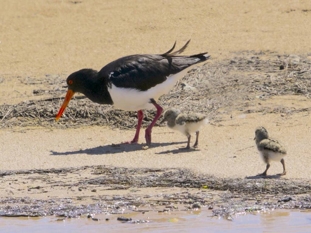 Pied Oystercatcher and chicks (Haematopus longirostris) © Phil Warburton