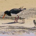 Pied Oystercatcher and chicks (Haematopus longirostris) © Phil Warburton