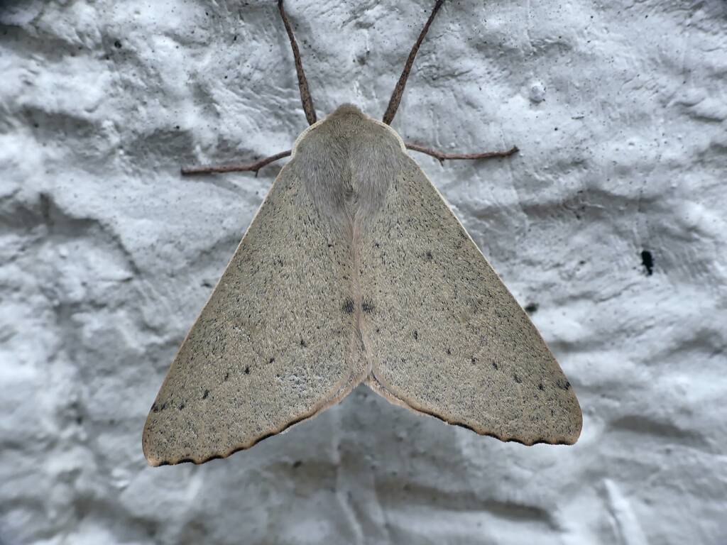 Arhodia lasiocamparia (Pink Arhodia), Belair SA © Marianne Broug