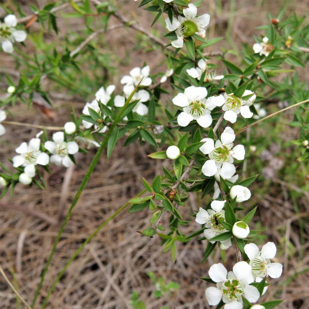 Prickly Tea-Tree (Leptospermum continentale), Wallaga Lake NSW © Deb Taylor