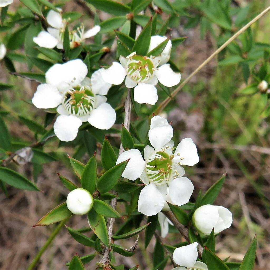 Prickly Tea-Tree (Leptospermum continentale), Wallaga Lake NSW © Deb Taylor