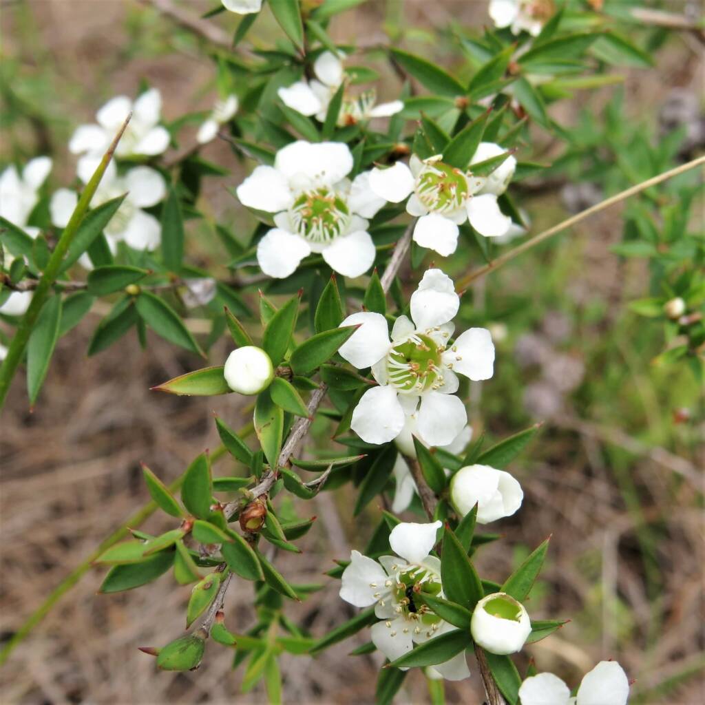Prickly Tea-Tree (Leptospermum continentale), Wallaga Lake NSW © Deb Taylor