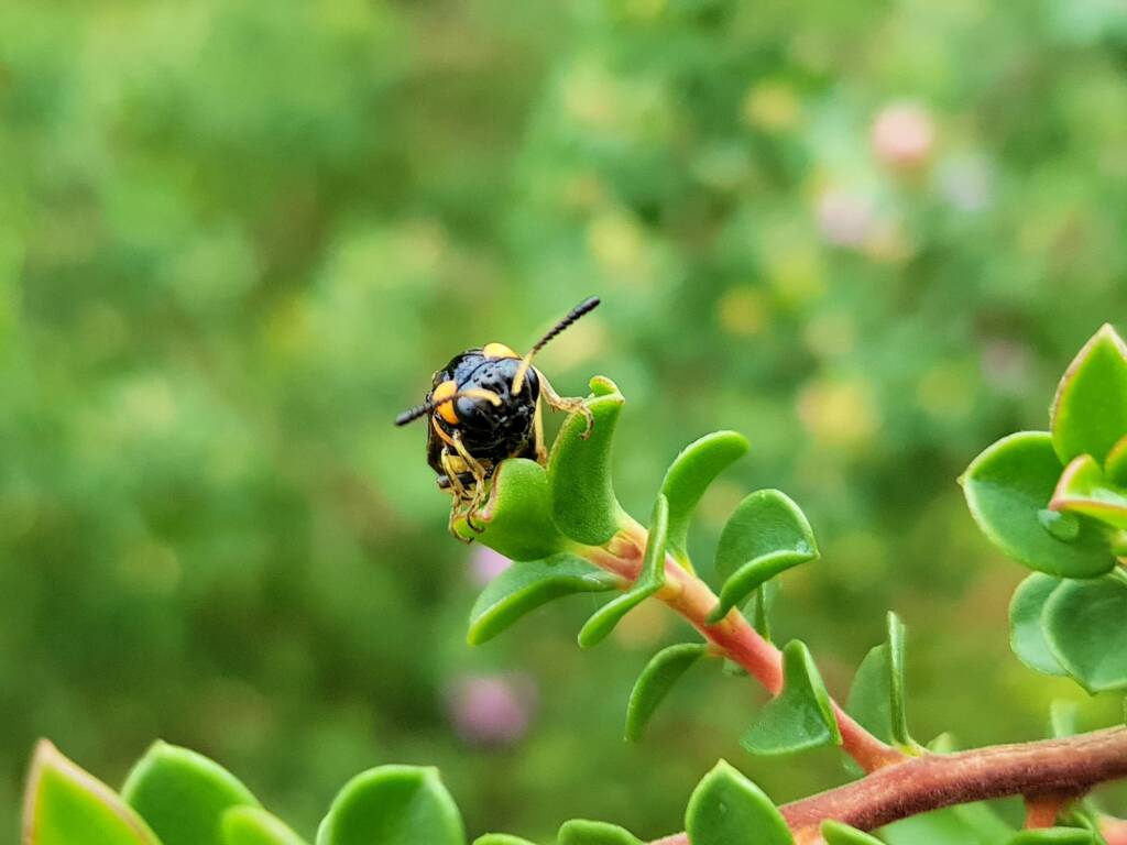 Pterygophorus cinctus (Bottlebrush Sawfly), Royal Botanic Garden Sydney NSW
