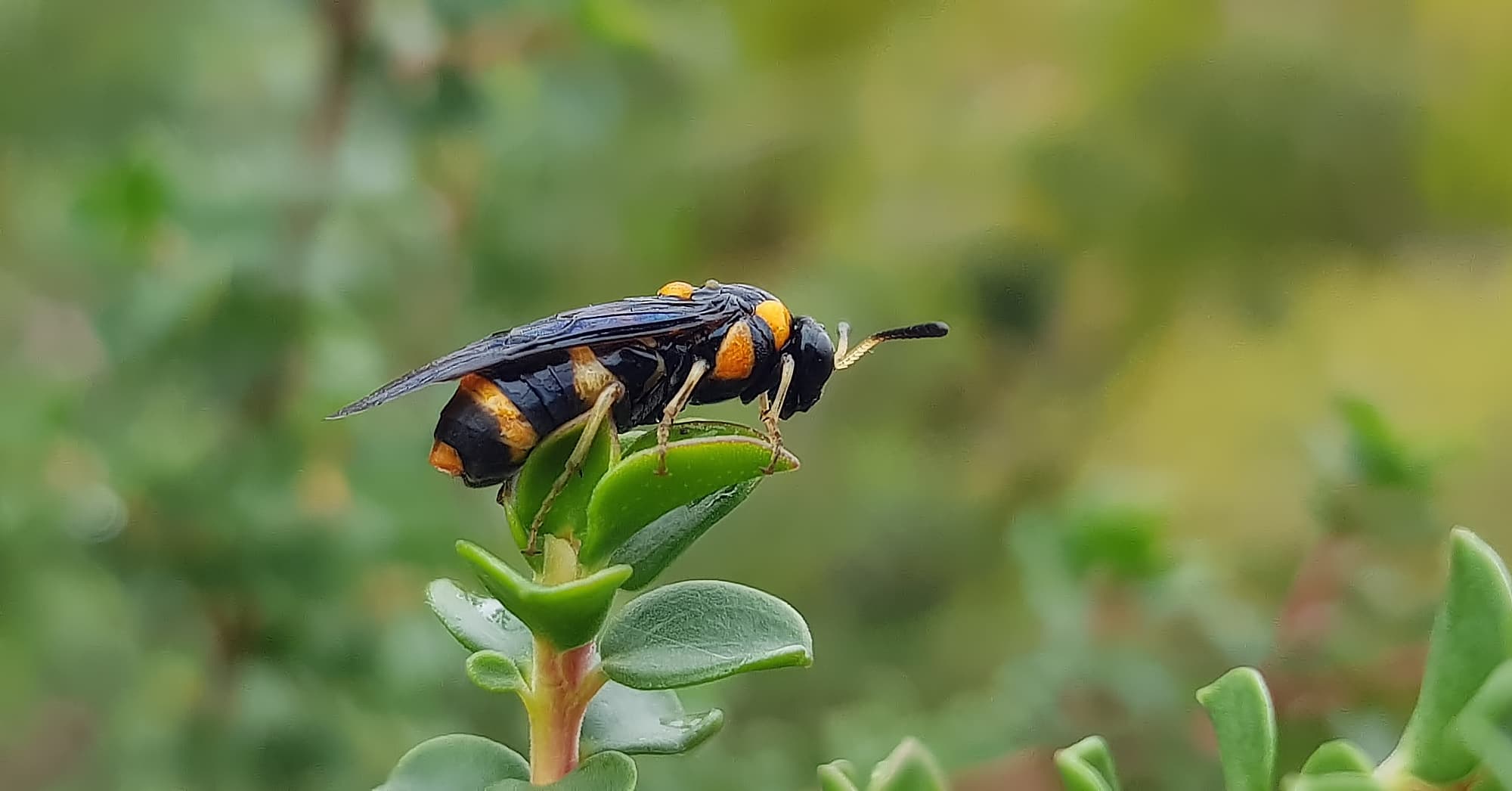 Pterygophorus cinctus (Bottlebrush Sawfly), Royal Botanic Garden Sydney NSW