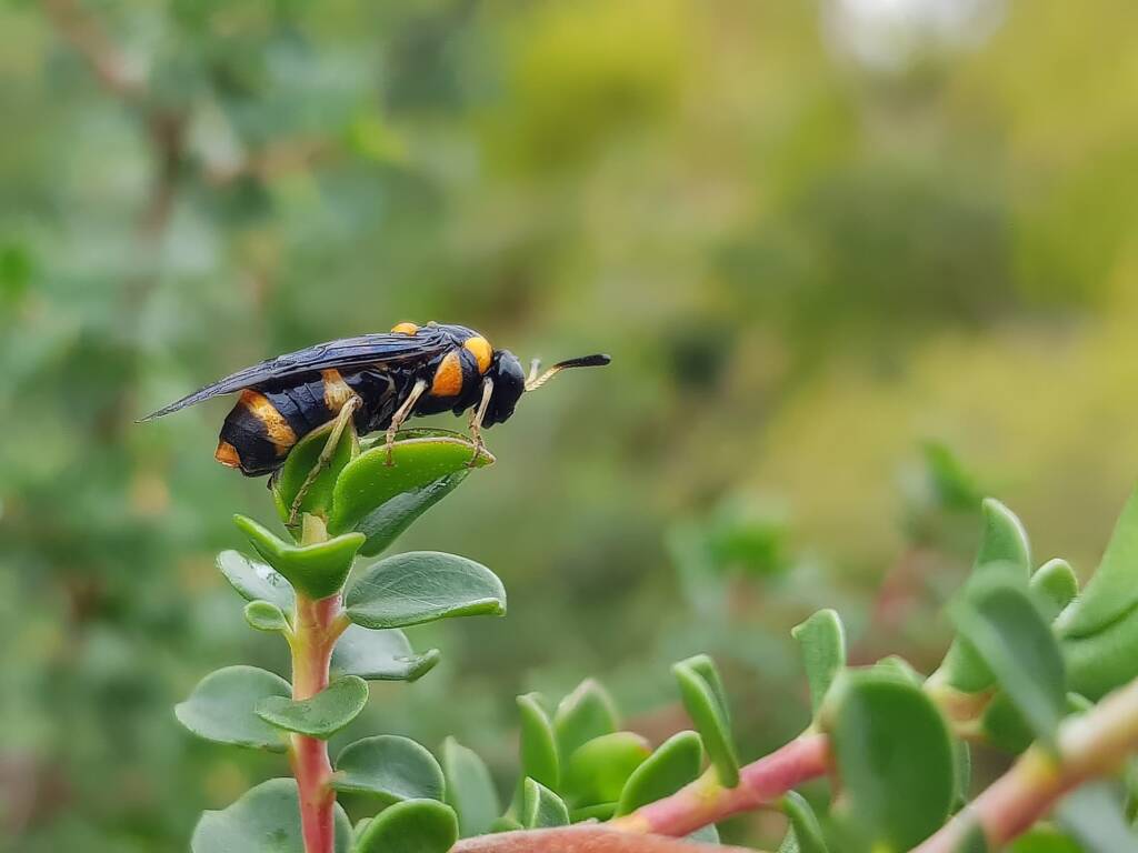 Pterygophorus cinctus (Bottlebrush Sawfly), Royal Botanic Garden Sydney NSW