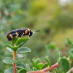 Pterygophorus cinctus (Bottlebrush Sawfly), Royal Botanic Garden Sydney NSW
