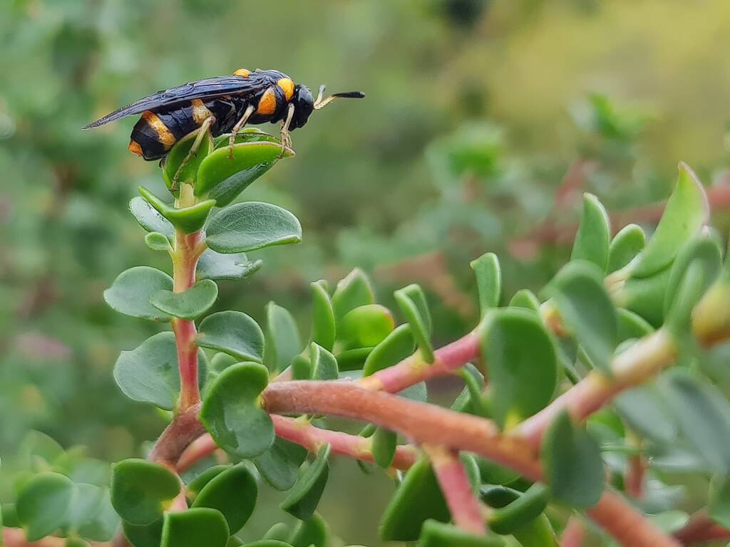 Pterygophorus cinctus (Bottlebrush Sawfly), Royal Botanic Garden Sydney NSW