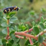 Pterygophorus cinctus (Bottlebrush Sawfly), Royal Botanic Garden Sydney NSW