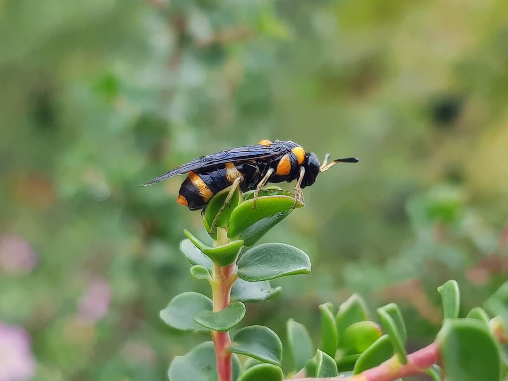 Pterygophorus cinctus (Bottlebrush Sawfly), Royal Botanic Garden Sydney NSW