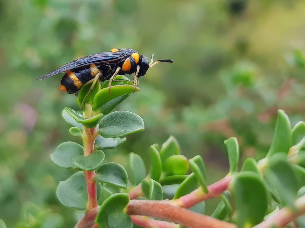 Pterygophorus cinctus (Bottlebrush Sawfly), Royal Botanic Garden Sydney NSW