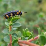 Pterygophorus cinctus (Bottlebrush Sawfly), Royal Botanic Garden Sydney NSW