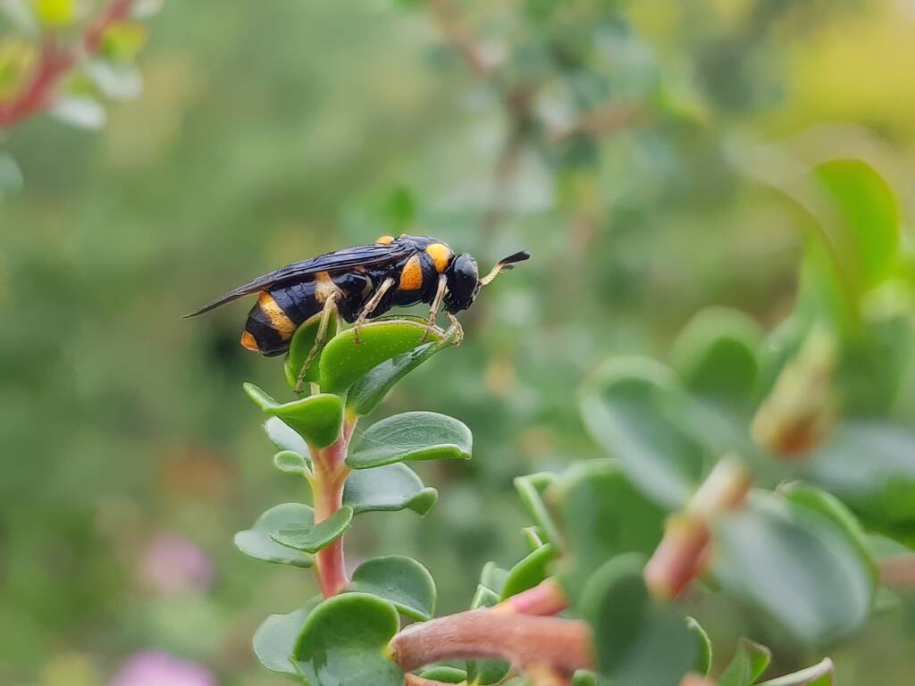 Pterygophorus cinctus (Bottlebrush Sawfly), Royal Botanic Garden Sydney NSW