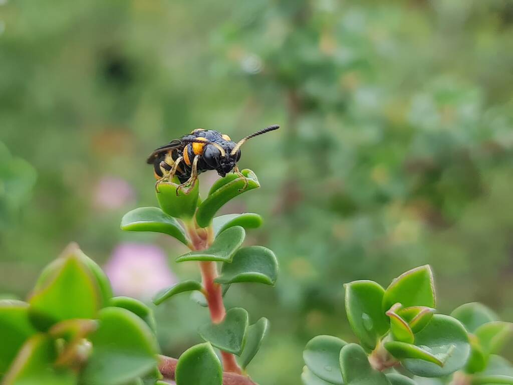 Pterygophorus cinctus (Bottlebrush Sawfly), Royal Botanic Garden Sydney NSW