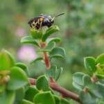 Pterygophorus cinctus (Bottlebrush Sawfly), Royal Botanic Garden Sydney NSW