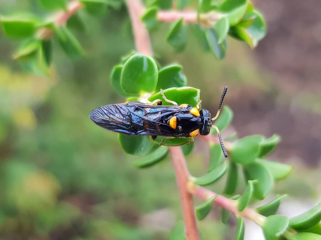 Pterygophorus cinctus (Bottlebrush Sawfly), Royal Botanic Garden Sydney NSW