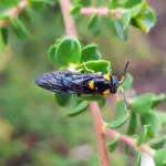 Pterygophorus cinctus (Bottlebrush Sawfly), Royal Botanic Garden Sydney NSW