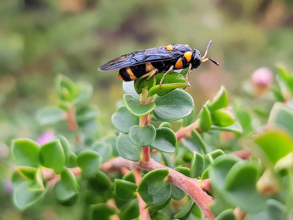 Pterygophorus cinctus (Bottlebrush Sawfly), Royal Botanic Garden Sydney NSW