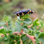 Pterygophorus cinctus (Bottlebrush Sawfly), Royal Botanic Garden Sydney NSW