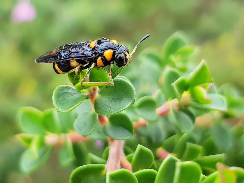 Pterygophorus cinctus (Bottlebrush Sawfly), Royal Botanic Garden Sydney NSW