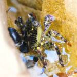 Purple Rock Crab in a crevice (Leptograpsus variegatus) © Phil Warburton