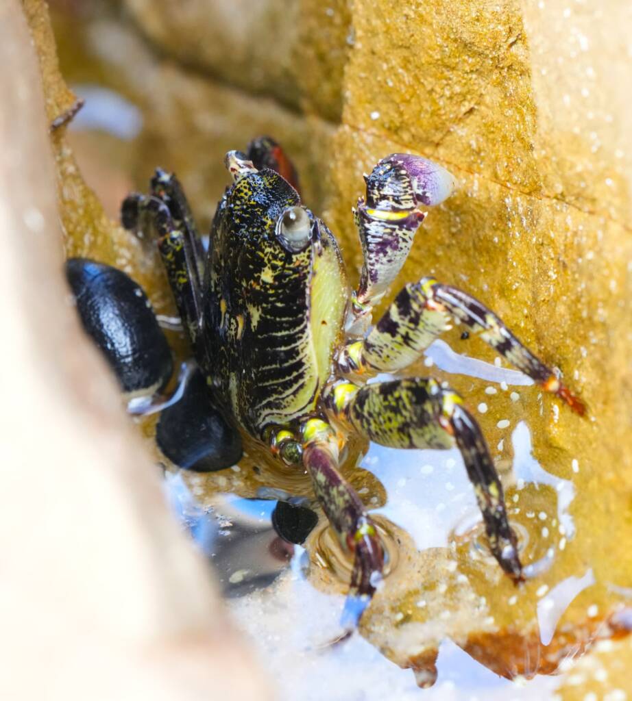 Purple Rock Crab in a crevice (Leptograpsus variegatus) © Phil Warburton