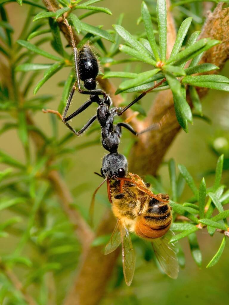 Red Bull Ant (Myrmecia simillima) snatching a European Honeybee (Apis melifera), Eurobodalla Regional Botanic Garden NSW © Phil Warburton