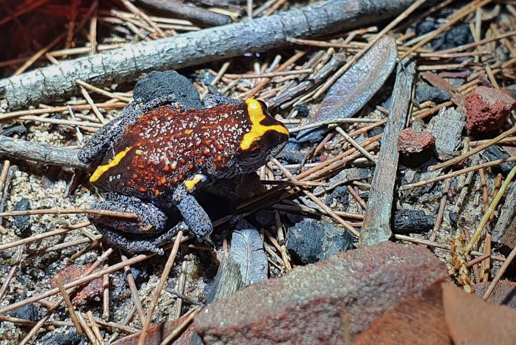 Red Crowned Toadlet (Pseudophryne australis), Woy Woy Bay NSW © Michael Doe