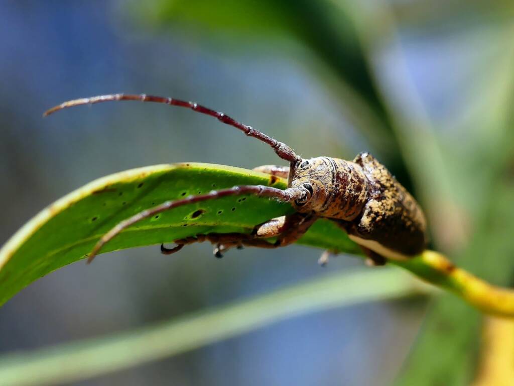 Rhytiphora – Ausemade