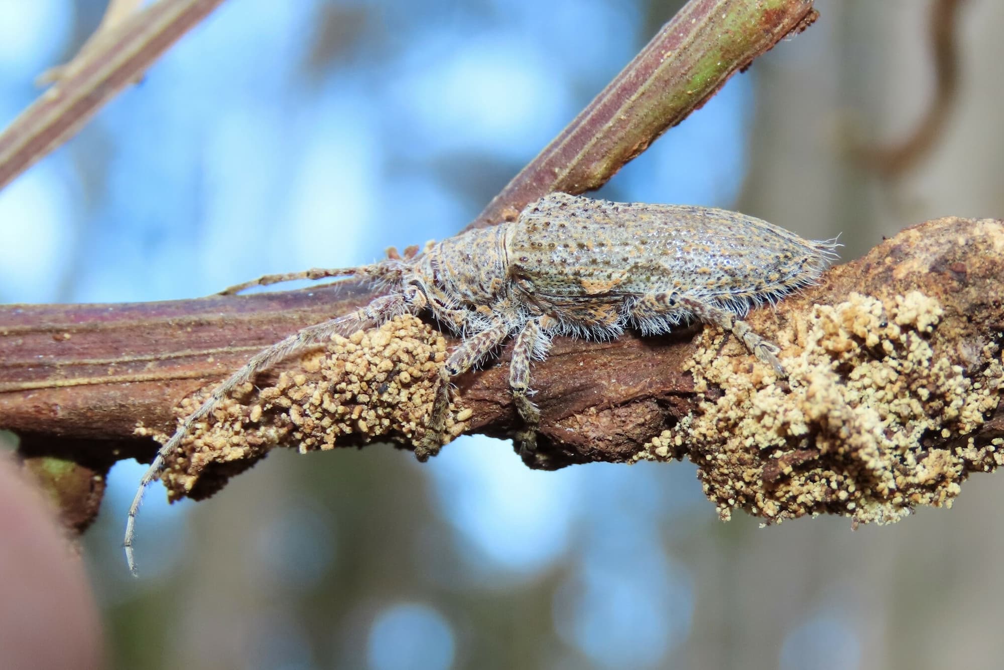 Rhytiphora neglecta (Flat-faced Longhorn Beetle), Bermagui NSW © Deb Taylor
